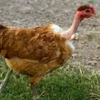 Суточные цыплята кур Голошейки, Редбро, МастерГрей с вакцинацией